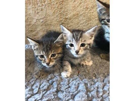 PoulaTo: Norwegian Forest X Ragdoll Kittens